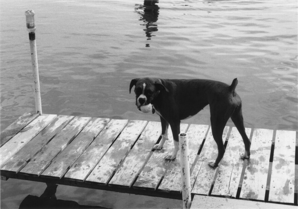 Sunny on the dock at the lake